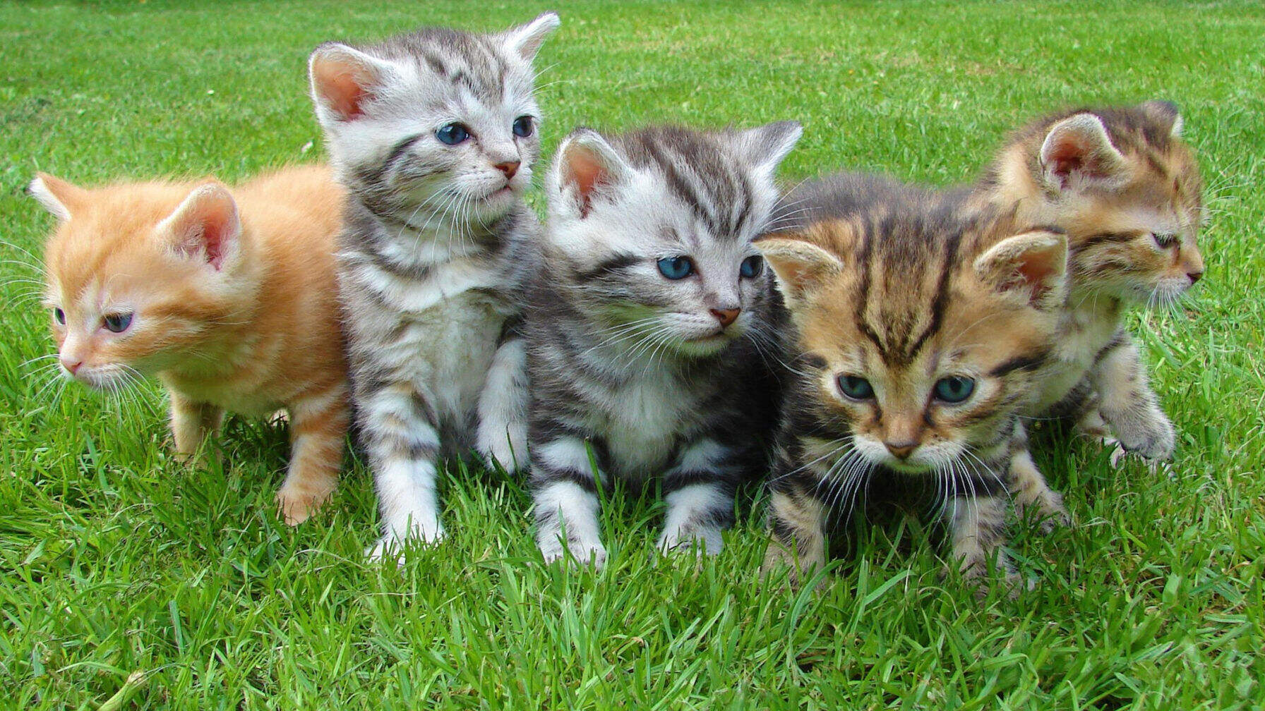 kittens-orig