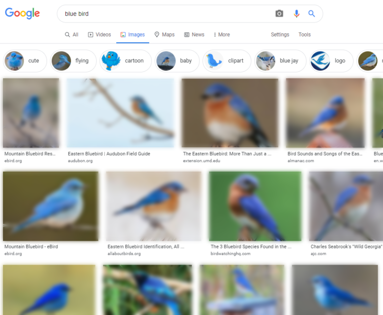谷歌图片搜索[blue bird]的截图
